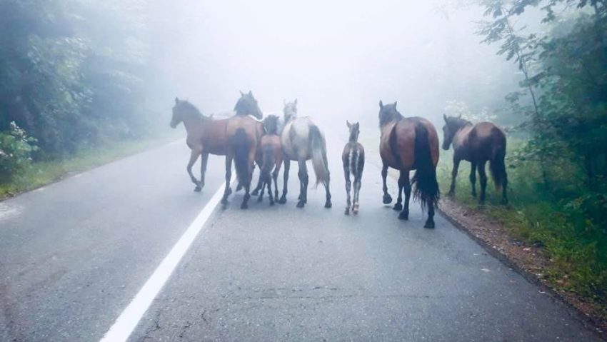 [FOTO] Rarităţile Banatului de Munte, pericol pe şosele