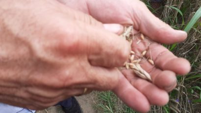 [AUDIO] Recolte bogate la cereale, triticale şi plante de nutreţ în Caraş-Severin