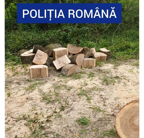 [VIDEO] Caraș Severin: Percheziții la persoane implicate în săvârșirea de infracțiuni la tăiere, fără drept și furt de arbori