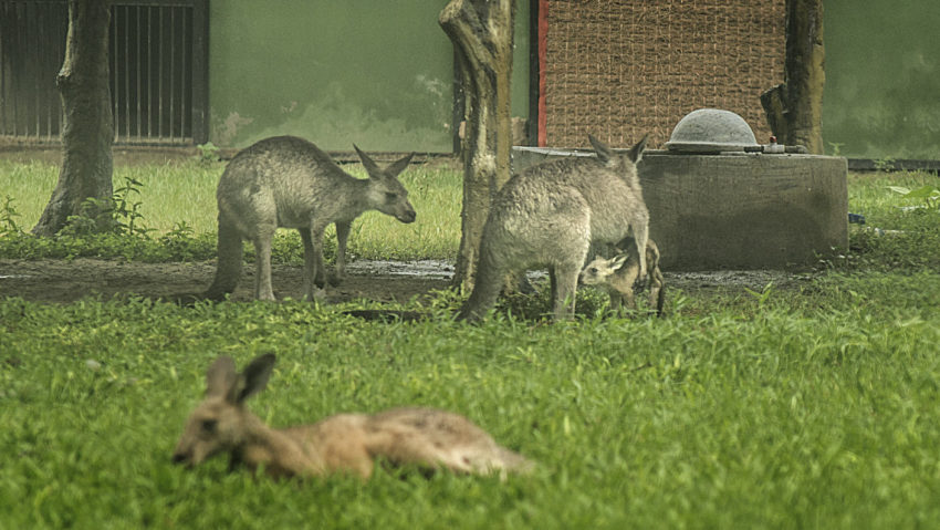 La Zoo Timișoara, trei câini au ucis cangurii din captivitate