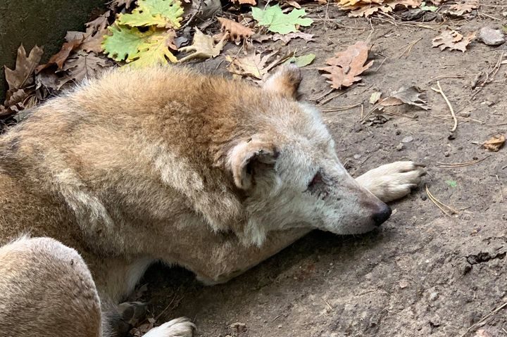 [AUDIO-FOTO] Rivalitatea firească dintre doi lupi de la Zoo Reşiţa, sămânţă de scandal în spaţiul virtual