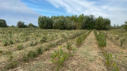 [AUDIO] Garda Forestieră Timişoara îşi aduce aportul la extinderea şi diversificarea fondului forestier din judeţ