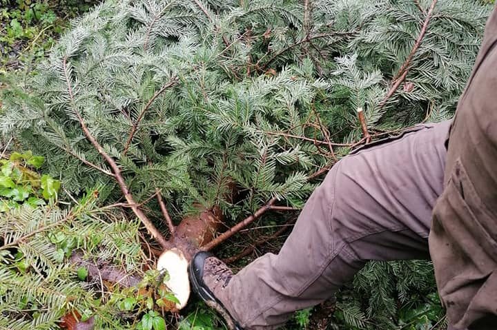 [AUDIO-FOTO] Peste 3.000 de pomi de Crăciun au dispărut de pe raza Ocolului Silvic Oţelu-Roşu