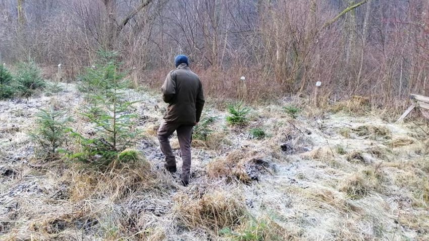 [FOTO-AUDIO] În Caraş-Severin se fură ca în codru: Peste 800 de pomi de Crăciun au dispărut de pe raza Ocolului Silvic Anina!