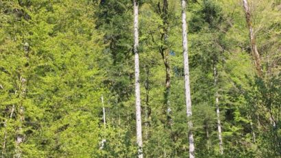 [AUDIO] Mai multe păduri de valoare deosebită au fost puse sub protecţie strictă în judeţul Caraş-Severin