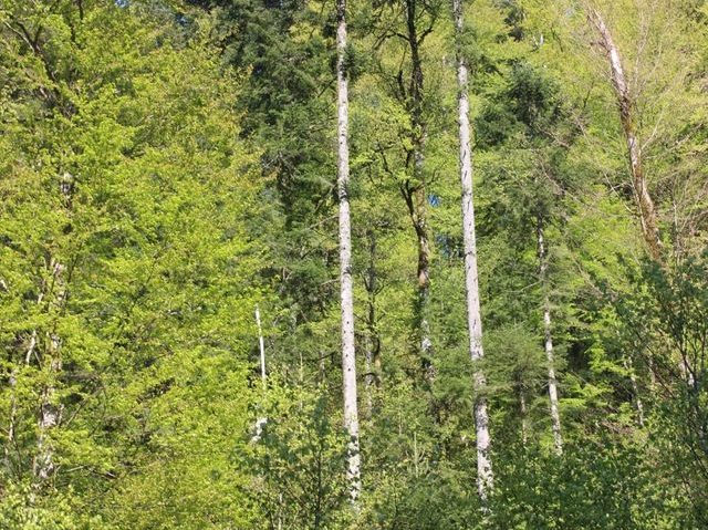 [AUDIO] Mai multe păduri de valoare deosebită au fost puse sub protecţie strictă în judeţul Caraş-Severin