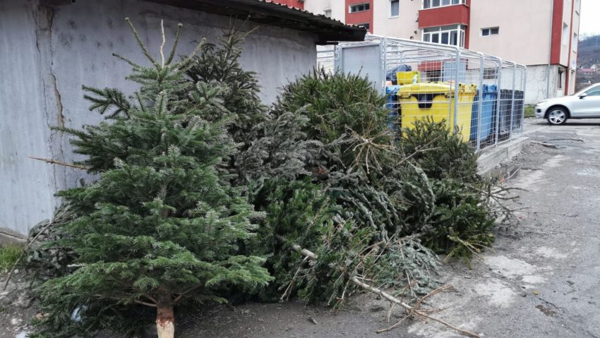 [AUDIO] Începe colectarea brazilor naturali. La Reşiţa și Arad vor fi transformaţi în compost şi peleţi