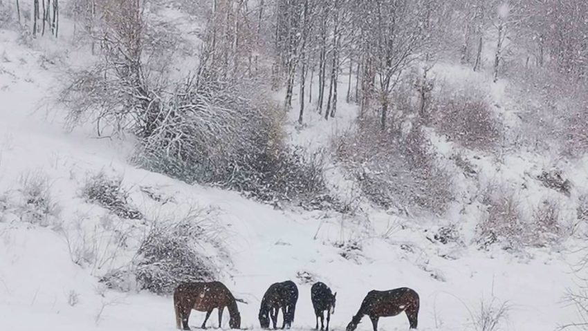 [FOTO] Drumarii districtului Oravița ai SDN Caransebeș au grijă de caii de la Măidan