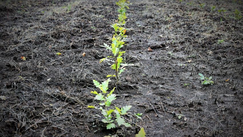 Romsilva marchează debutul Lunii Plantării Arborilor prin acțiuni de împădurire la nivelul direcțiilor silvice