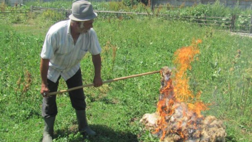 [AUDIO]Banatul plin de bunăstare. În Caraş-Severin, din lipsa nerentabilităţii valorificării, lâna este pusă pe foc