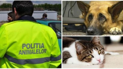 [AUDIO]Poliţia Animalelor îşi intră în drepturi în judeţul Caraş-Severin