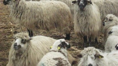 [AUDIO] Rasele româneşti de ovine pe cale de dispariţie din cauza subvenţiilor? Crescătorii de ovine din Banat merg înainte cu rasele autohtone