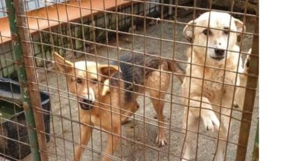 Târg de adopţie şi astăzi la Reşiţa. Peste 30 de câini şi pisici aşteaptă să-şi găsească o familie iubitoare