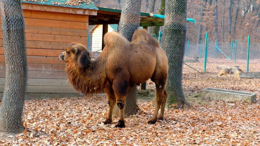 [AUDIO]Animale noi în Grădina Zoologică din Reşiţa