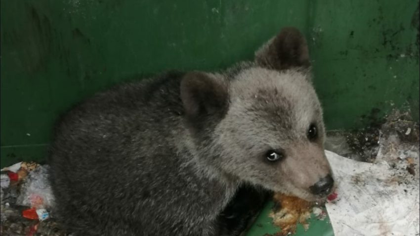 [AUDIO]Alertă în Băile Herculane! Un pui de urs a fost găsit, singur, în oraşul de pe Valea Cernei. Cetăţenii sunt rugaţi să evite deplasările pe traseele turistice din zonă!