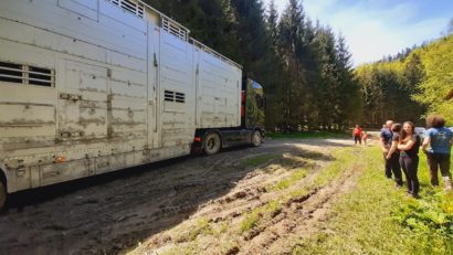 [FOTO] Din Suedia la Armeniş. Al doilea transport de zimbri, de anul acesta a ajuns în Caraş-Severin