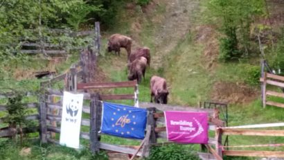 [AUDIO-FOTO] Măgura Zimbrilor de la Armeniş, mai bogată cu 13 exemplare provenite din Germania