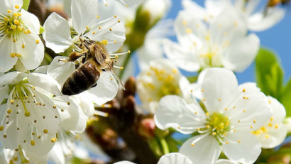 [AUDIO] Horticultorii cărăşeni avertizează: Tratamentele fitosanitare din livezi pot dăuna grav albinelor melifere!