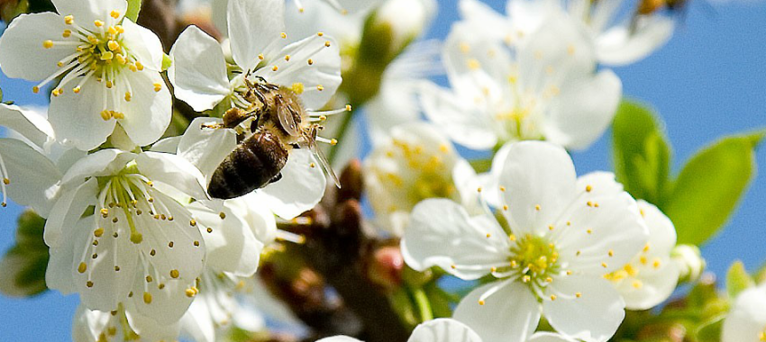 [AUDIO] Horticultorii cărăşeni avertizează: Tratamentele fitosanitare din livezi pot dăuna grav albinelor melifere!