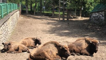 [AUDIO-FOTO]Rov şi Romina, puii de zimbru de la zoo Reşiţa, relocaţi la grădinile zoologice din Sibiu şi Târgovişte