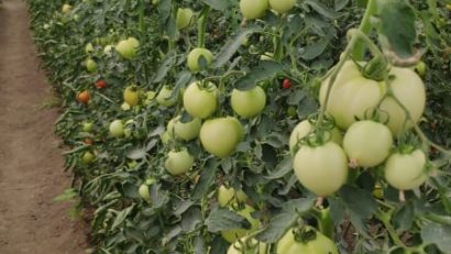 [AUDIO-FOTO] Producţia de tomate, în Campania 2021, un adevărat risc pentru legumicultorii cărăşeni