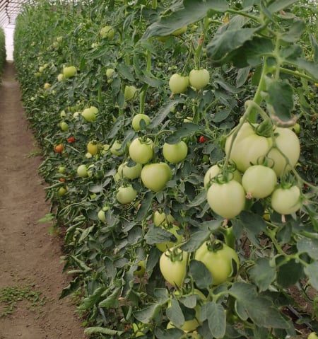 [AUDIO-FOTO] Producţia de tomate, în Campania 2021, un adevărat risc pentru legumicultorii cărăşeni