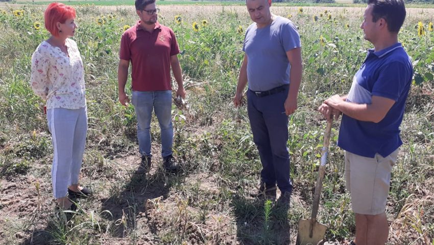 [AUDIO-FOTO] Programul „Usturoiul” dă roade în Caraş-Severin. Doi fermieri din Austria cultivă cu succes această legumă la Socol şi oferă locuri de muncă sătenilor cu venituri mici