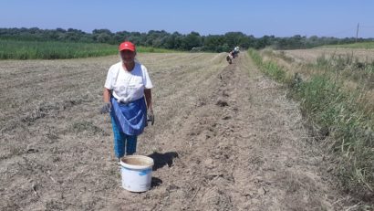 [AUDIO] Zilieri pentru adunatul recoltei, tot mai greu de găsit în Caraş-Severin. Fermierii preferă oamenii de vârsta a doua cu venituri mici