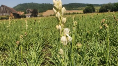 [AUDIO-FOTO] Tuberoza – prima floare din România protejată la nivel european