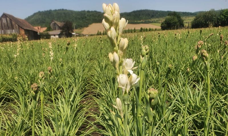 [AUDIO-FOTO] Tuberoza – prima floare din România protejată la nivel european