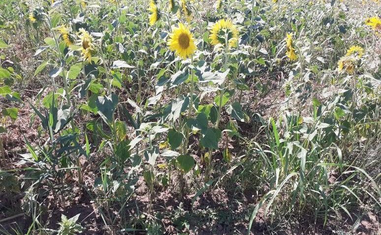 [AUDIO] Declinul apiculturii cărăşene, sporeşte disperarea crescătorilor de albine din judeţ