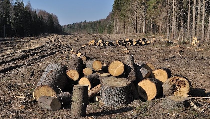 A fost înființată Garda Forestieră Națională