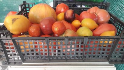 [AUDIO-FOTO] O legumicultoare din Caraş-Severin a inventat lădiţa colorată cu tomate