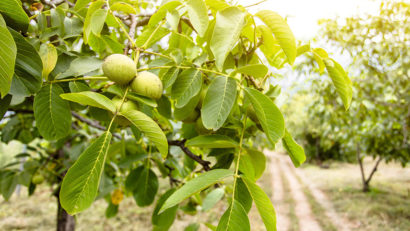 [AUDIO] Nucul poate fi tăiat doar cu autorizaţie de la Direcţia pentru Agricultură