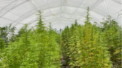 Cultivator de cannabis descoperit în judeţul Timiş