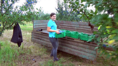 [AUDIO] An profitabil pentru pomicultorii cărăşeni: Producţia de prune, foarte bună!