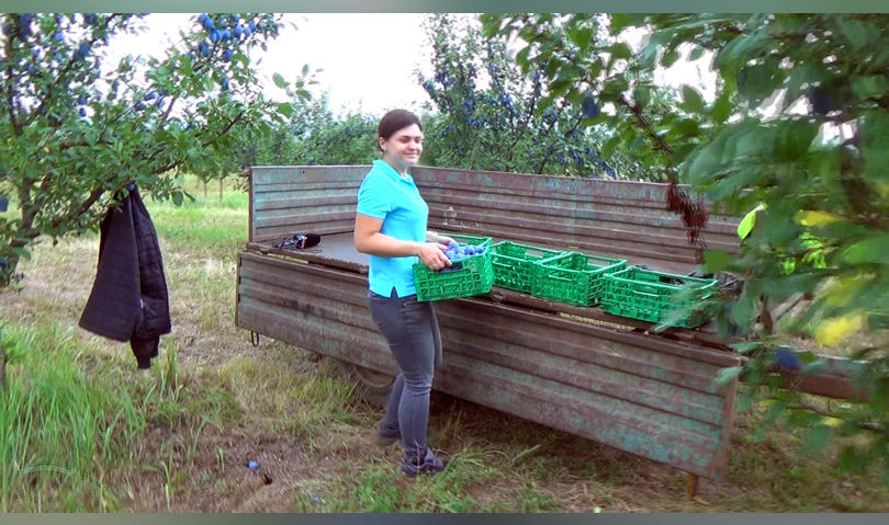 [AUDIO] An profitabil pentru pomicultorii cărăşeni: Producţia de prune, foarte bună!