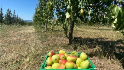 [AUDIO] Recolta perelor de vară, în toi în livezile din Ticvaniu Mare