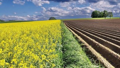 [AUDIO] Campania agricolă de toamnă a luat startul în Caraş-Severin cu însămânţările la rapiţă