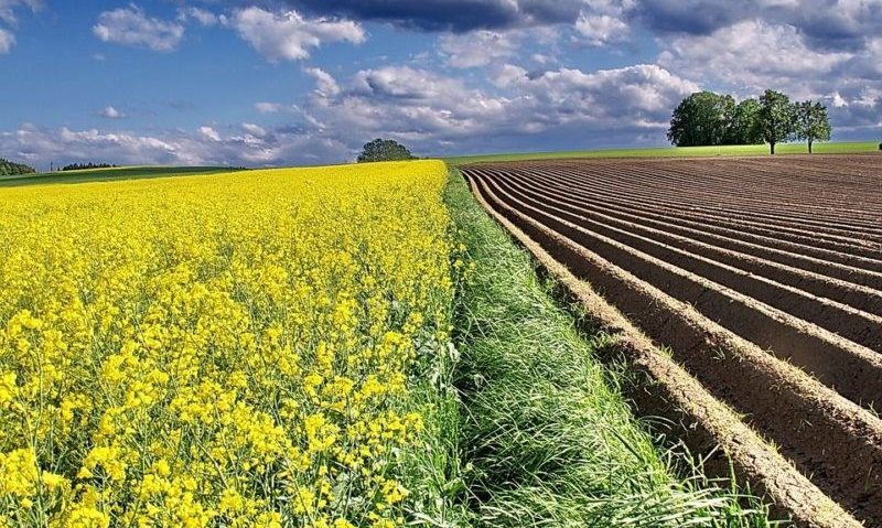 [AUDIO] Campania agricolă de toamnă a luat startul în Caraş-Severin cu însămânţările la rapiţă