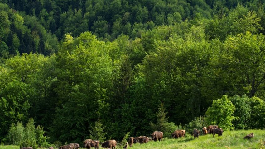 [AUDIO-FOTO] La pas pe urmele zimbrilor liberi din Caraş-Severin. Proiectul Life RE-Bison implementat cu succes în Situl Natura 2000