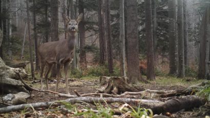 [AUDIO-FOTO]Directorul Parcului Naţional Semenic-Cheile Caraşului, Nicolae Ifca: „Animalele realizează echilibrul în biosferă”