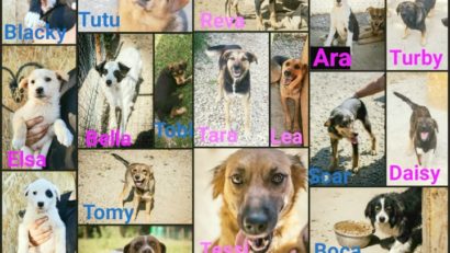 [AUDIO-FOTO] „Adoptaţi, NU cumpăraţi!” este mesajul transmis cărăşenilor de Ziua Internaţională a Animalelor de preşedintele Asociaţiei „Dogs Center” din Reşiţa, Loredana Micloşină