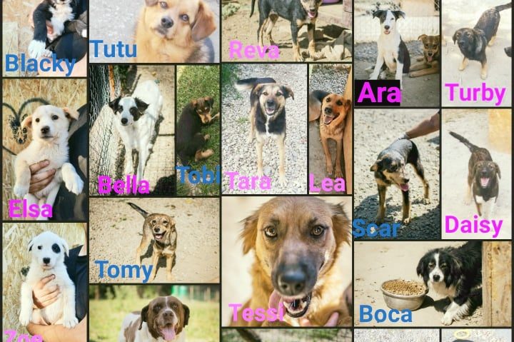 [AUDIO-FOTO] „Adoptaţi, NU cumpăraţi!” este mesajul transmis cărăşenilor de Ziua Internaţională a Animalelor de preşedintele Asociaţiei „Dogs Center” din Reşiţa, Loredana Micloşină