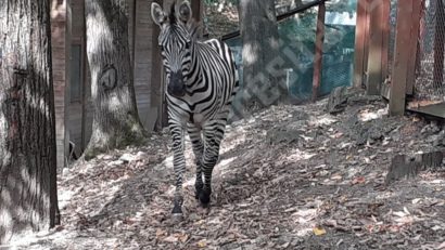 [AUDIO-FOTO] Kyro – noul locatar al Grădinii Zoologice din Reşiţa îşi aşteaptă prietenii vizitatori din acest sfârşit de săptămână