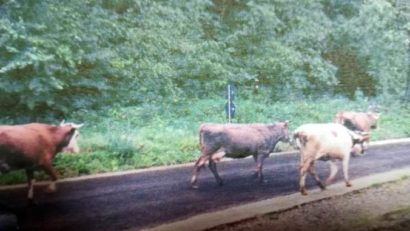 [AUDIO] Crescător de bovine din Bozovici, sancţionat de DSVSA Caraş-Severin