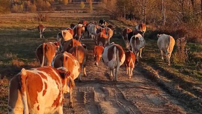 Ordin ANSVSA: Fermele de animale obligate să-și angajeze medic veterinar!