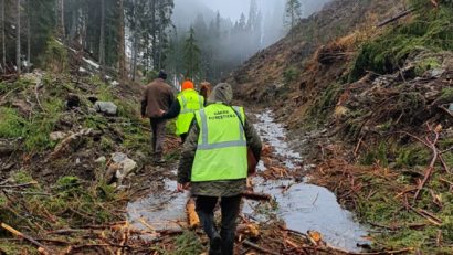 [FOTO] Aurul verde – o tentaţie prea mare pentru hoţii de lemn din vestul României