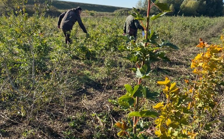 [AUDIO] Garda Forestieră Timişoara protejează pădurile din vestul României