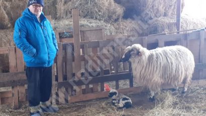 [AUDIO-FOTO] Au început fătările în fermele de ovine din Caraş-Severin